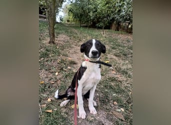 Ziko Tierschutzhund  sucht ein Zuhause