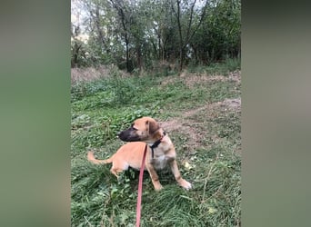 Zara Tierschutzhund sucht ein Zuhause