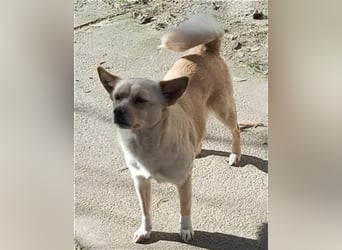 Dora Pinschermix,möchte Rumänien ganz schnell verlassen (lebt dort bei einer PS)