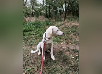 Zeus Tierschutzhund sucht ein Zuhause