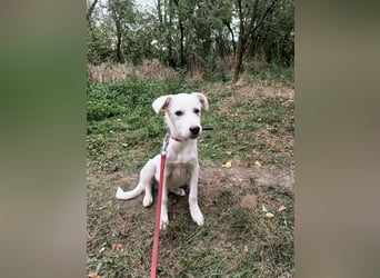 Zeus Tierschutzhund sucht ein Zuhause