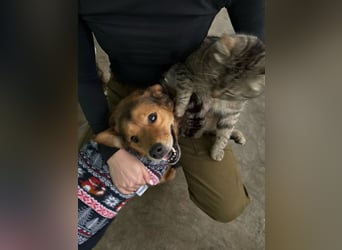 Wunderhübscher Bub möchte Rumänien vor dem kalten Winter dort verlassen