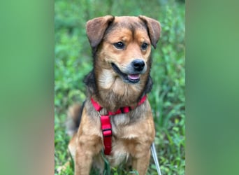 Wunderhübscher Bub möchte Rumänien vor dem kalten Winter dort verlassen