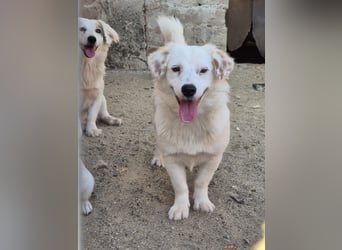 ⭐️FELIA⭐️, reizende Hündin, 1 Jahr, 34cm, Mischling, Tierschutz