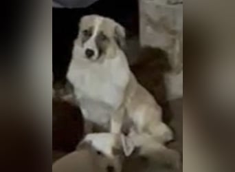 ⭐️FRIDOLIN⭐️, Rüde, 1 Jahr, 37cm, Mischling, Tierschutz