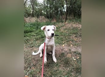 Zeus Tierschutzhund sucht ein Zuhause