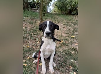 Ziko Tierschutzhund  sucht ein Zuhause