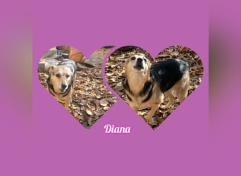 Diana, eine liebe Hündin, möchte Rumänien noch vor dem kalten Winter in Rumänien verlassen