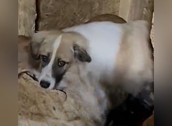 ⭐️FRIDOLIN⭐️, Rüde, 1 Jahr, 37cm, Mischling, Tierschutz