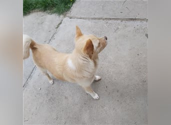 Dora Pinschermix,möchte Rumänien ganz schnell verlassen (lebt dort bei einer PS)