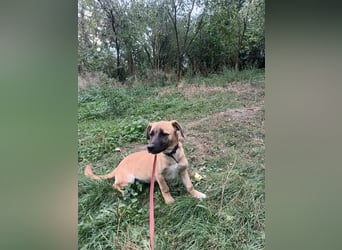 Zara Tierschutzhund sucht ein Zuhause