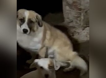 ⭐️FRIDOLIN⭐️, Rüde, 1 Jahr, 37cm, Mischling, Tierschutz