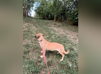 Zara Tierschutzhund sucht ein Zuhause