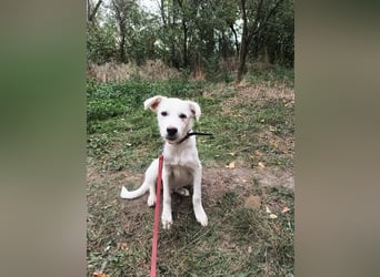 Zeus Tierschutzhund sucht ein Zuhause