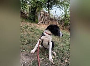 Ziko Tierschutzhund  sucht ein Zuhause