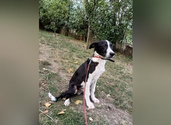 Ziko Tierschutzhund  sucht ein Zuhause