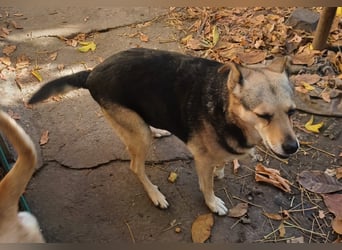 Diana, eine liebe Hündin, möchte Rumänien noch vor dem kalten Winter in Rumänien verlassen