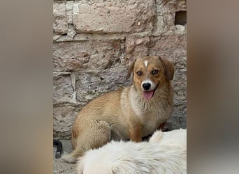 ⭐️FABIENNE⭐️, aufmerksame Hündin, 1 Jahr, 34 cm, Mischling, Tierschutz