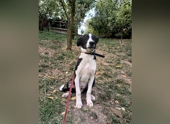 Ziko Tierschutzhund  sucht ein Zuhause