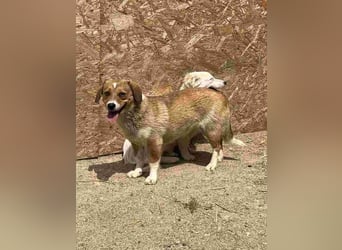 ⭐️FABIENNE⭐️, aufmerksame Hündin, 1 Jahr, 34 cm, Mischling, Tierschutz