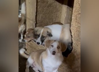 ⭐️FRIDOLIN⭐️, Rüde, 1 Jahr, 37cm, Mischling, Tierschutz