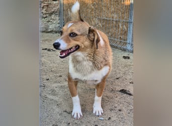 ⭐️FABIENNE⭐️, aufmerksame Hündin, 1 Jahr, 34 cm, Mischling, Tierschutz