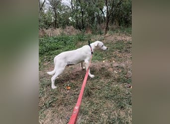 Zeus Tierschutzhund sucht ein Zuhause