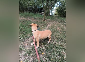 Zara Tierschutzhund sucht ein Zuhause