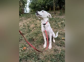 Zeus Tierschutzhund sucht ein Zuhause