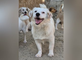 ⭐️FELIA⭐️, reizende Hündin, 1 Jahr, 34cm, Mischling, Tierschutz