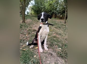 Ziko Tierschutzhund  sucht ein Zuhause