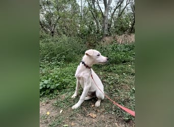 Zeus Tierschutzhund sucht ein Zuhause