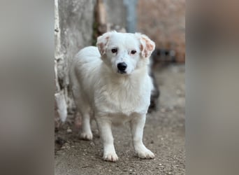 ⭐️FELIA⭐️, reizende Hündin, 1 Jahr, 34cm, Mischling, Tierschutz
