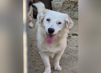 ⭐️FELIA⭐️, reizende Hündin, 1 Jahr, 34cm, Mischling, Tierschutz