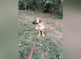 Zara Tierschutzhund sucht ein Zuhause