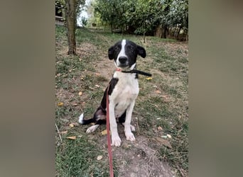 Ziko Tierschutzhund  sucht ein Zuhause