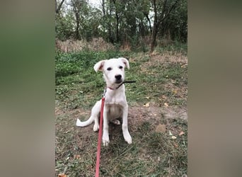 Zeus Tierschutzhund sucht ein Zuhause