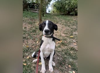 Ziko Tierschutzhund  sucht ein Zuhause