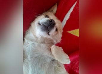 Martin kleiner verschmauster Rüde sucht seine Herzensmenschen