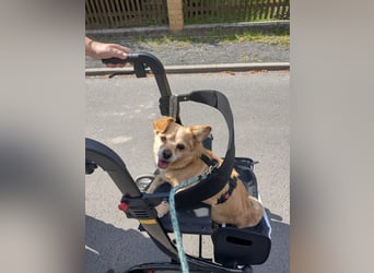 Martin kleiner verschmauster Rüde sucht seine Herzensmenschen