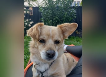 Martin kleiner verschmauster Rüde sucht seine Herzensmenschen