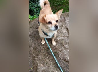 Martin kleiner verschmauster Rüde sucht seine Herzensmenschen