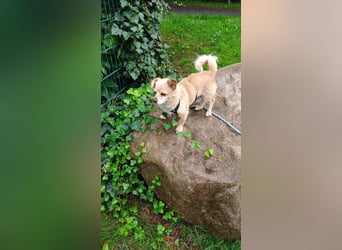 Martin kleiner verschmauster Rüde sucht seine Herzensmenschen