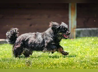 Nella, kleine Hundedame sucht liebevolles Zuhause