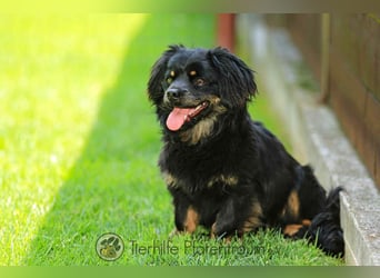 Nella, kleine Hundedame sucht liebevolles Zuhause
