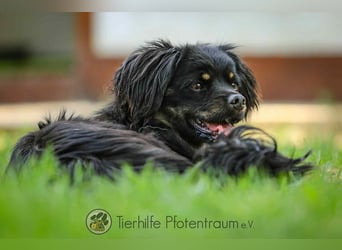 Nella, kleine Hundedame sucht liebevolles Zuhause