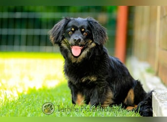 Nella, kleine Hundedame sucht liebevolles Zuhause