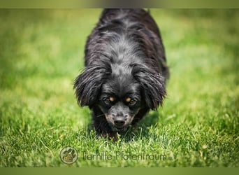 Nella, kleine Hundedame sucht liebevolles Zuhause