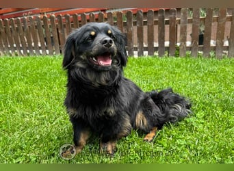 Nella, kleine Hundedame sucht liebevolles Zuhause