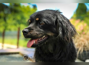 Nella, kleine Hundedame sucht liebevolles Zuhause